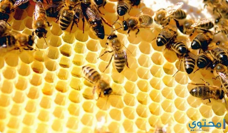 ما هى فوائد غذاء ملكات النحل للشعر للرجال والنساء وطريقة استخدامه