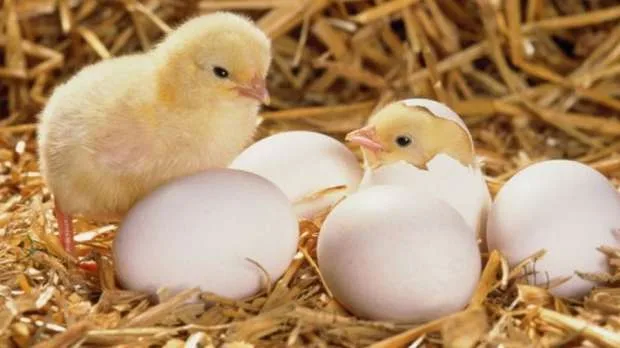 اسعار الكتكوت الابيض اليوم الخميس 4 أبريل 2024 البيضة فيها كتكوت