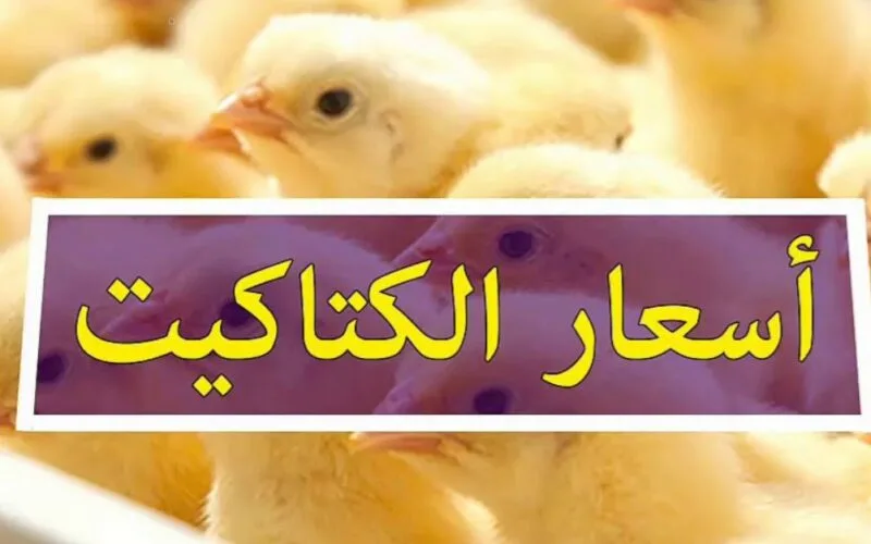 اسعار الكتاكيت البيضه اليوم الاثنين 15 ابريل 2024 للمستهلك في بورصة الدواجن وطبق البيض
