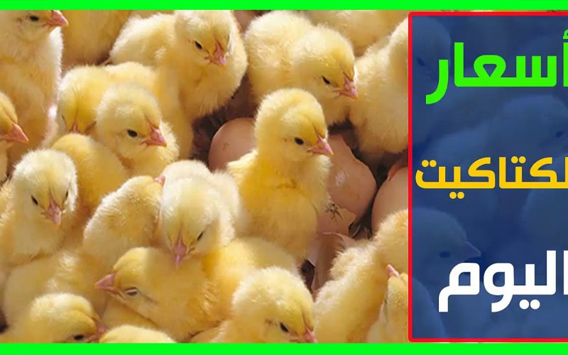 سعر الكتكوت الابيض اليوم في الشركات المختلفه واسعار البط والفراخ البيضاء اليوم