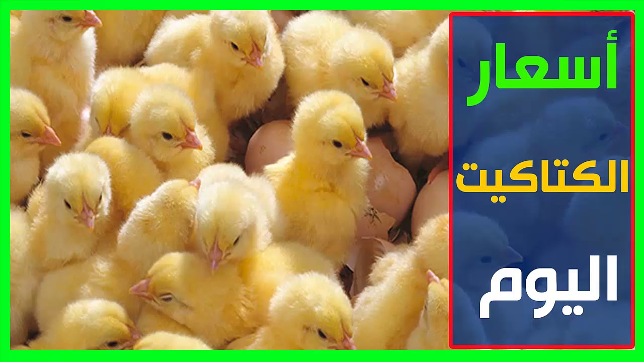 سعر الكتكوت الابيض اليوم في الشركات المختلفه واسعار البط والفراخ البيضاء اليوم