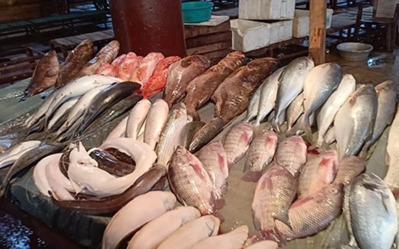اسعار السمك يوم السبت الموافق 11 مايو 2024 للمستهلك في سوق العبور