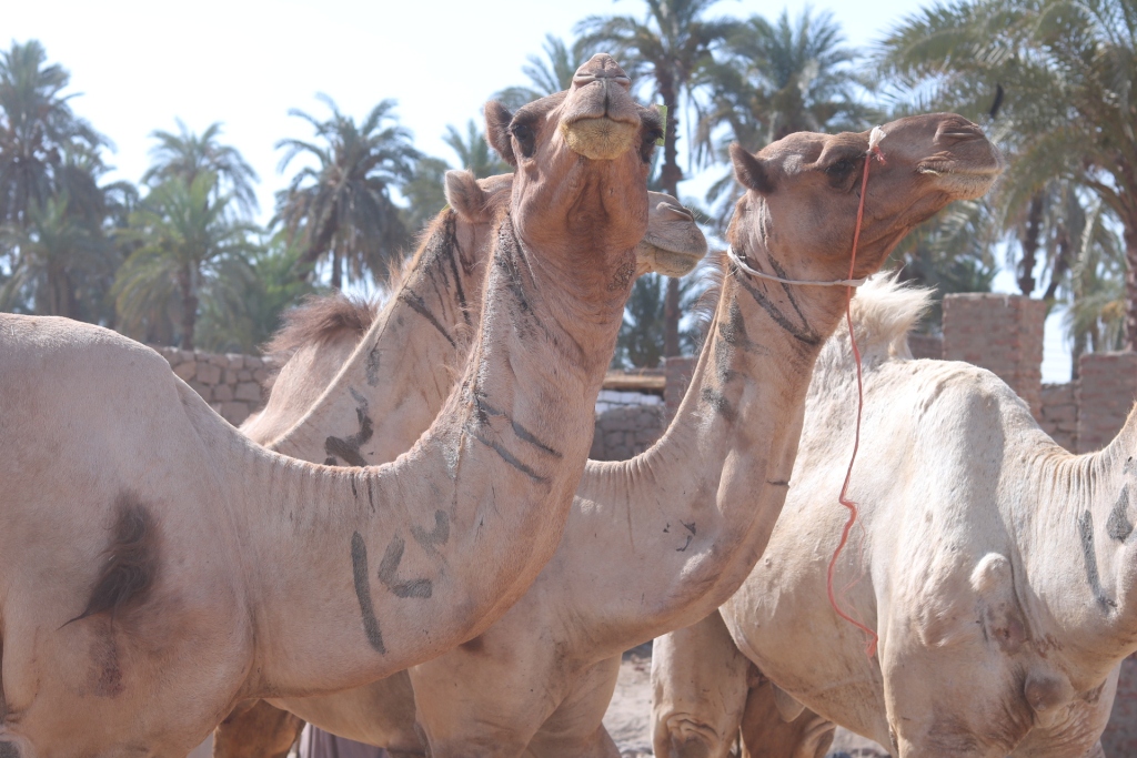 اسعار الجمال في سوق برقاش اليوم الثلاثاء 7 مايو 2024 فى جميع منافذ البيع المصريه