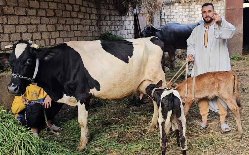 اسعار البقر اليوم الثلاثاء 7 مايو 2024 فى جميع الاسواق المصريه