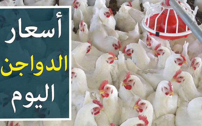 بورصة الدواجن اسعار الفراخ البيضاء والساسو والبلدي اليوم الجمعة الموافق 3 مايو 2024 للمستهلك في مصر