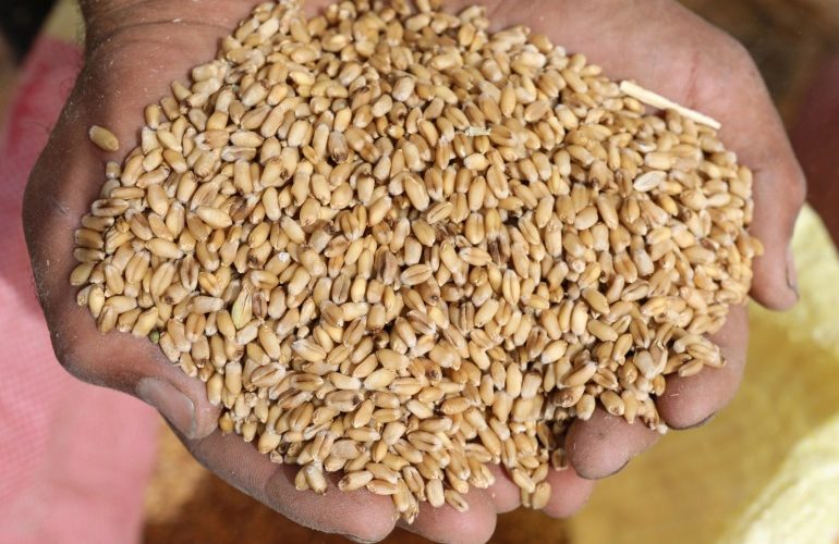 سعر إردب القمح في مصر اليوم 2024